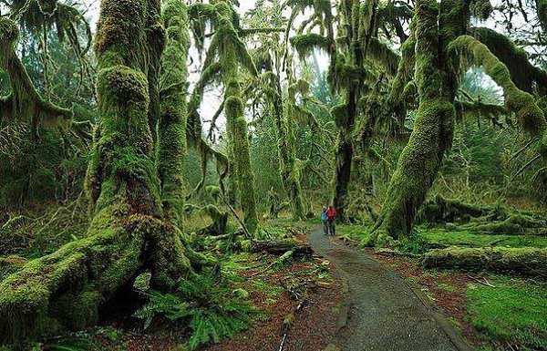 Hoh Rain Forest,   , .   