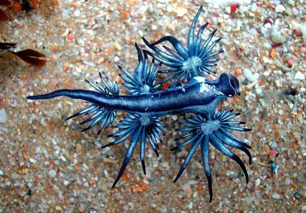 Glaucus atlanticus     ,     .