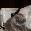 ���� �����, ���������, 62 ���� - ��������� 14 ������ 2014 � ������ ���������