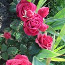 ����-�������� �� ������� �������