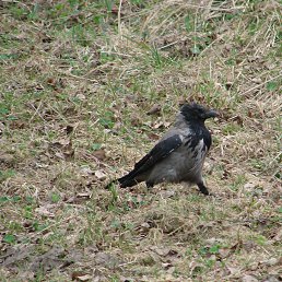 ��, ����������, 47 ���