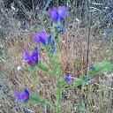 Portygaliia �� ������� ���� ����������