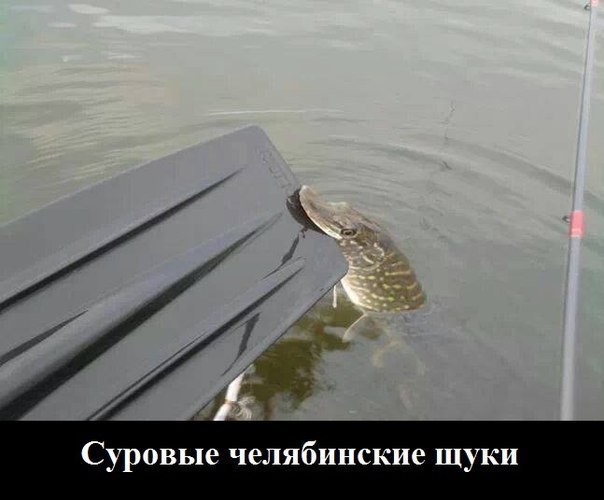 ���� - �������