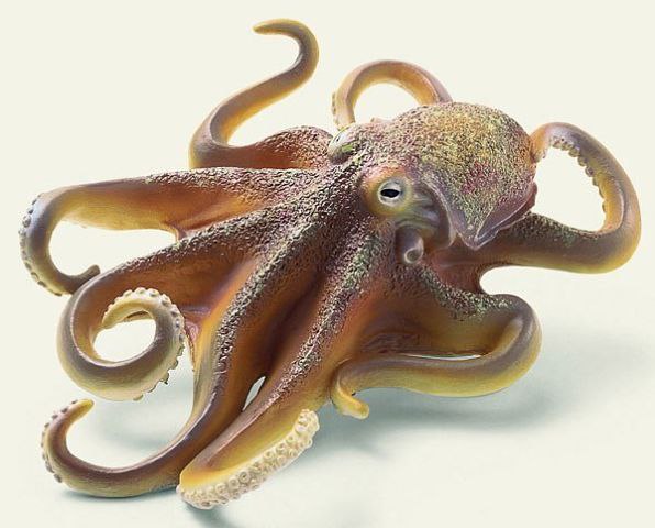 15-дюймовые глаза гигантских кальмаров — самые большие на планете.