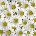 ���� �������, ������, 33 ���� - ��������� 24 �������� 2014 � ������ ���� ����������