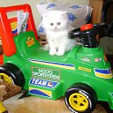 ���� ���������, ������-��-����, 52 ���� - ��������� 7 �������� 2014 � ������ ���� ����������