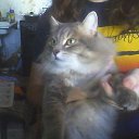 ��� ������ �� ������� ���� ����������