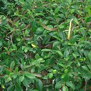  Stranger, , 63  -  27  2014   