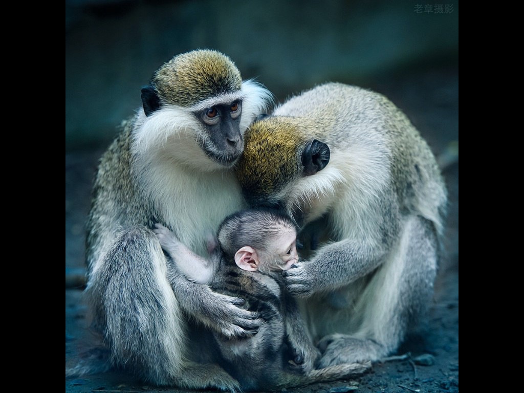 ������ ���������� �����