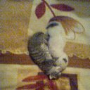 ������ �� ������� ���� ����������