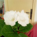 ���� Olga, �������, 69 ��� - ��������� 3 ������� 2014 � ������ ���� ����������