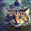 ���� ��������, �����-���������, 37 ��� - ��������� 17 ����� 2015 � ������ ���� ����������