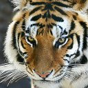  Elena....,  -  7  2015    