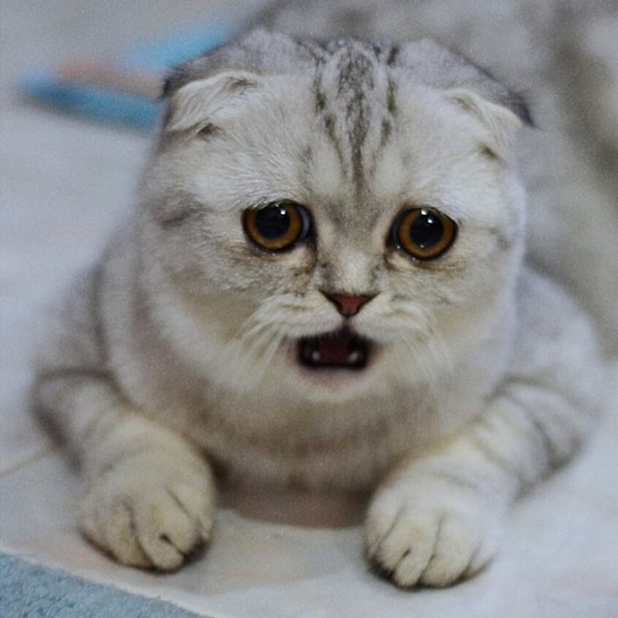      -   -   (LittleP). ,   ... - 4