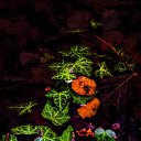 ���� ���������, ��������, 34 ���� - ��������� 8 ������ 2015 � ������ ����� 2�