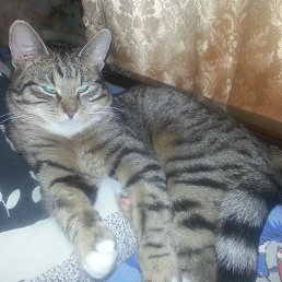 ���� ����, �����, 49 ��� - ��������� 3 ����� 2015