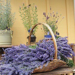 ������, ���������, 66 ���