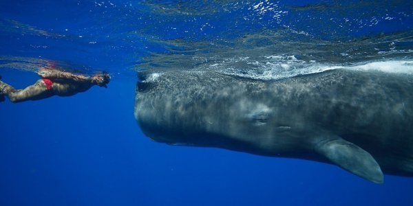 Итак продолжаем сеять светлое и доброе! Традиционно у нас сегодня дети, животные, чудаки и праздники ... - 10