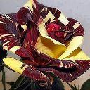 ��� �� ������� ���� ����������