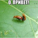 ���� ���������, ����, 48 ��� - ��������� 25 ������� 2015 � ������ ������ ��������