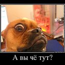 ���� Ssssss, ���� - ��������� 19 ����� 2015 � ������ ���� ����������