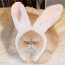 ���� ����, ������, 44 ���� - ��������� 21 ������ 2015 � ������ ���� ����������