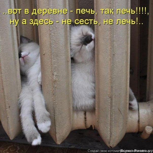 Наши любимцы :3 - 7 марта 2015 в 21:52