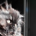 ���� �������, ���������, 58 ��� - ��������� 1 ����� 2015 � ������ ���� ����������