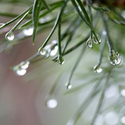 ���� ��������, ��������, 40 ��� - ��������� 18 ����� 2015