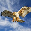 ���� ������, �������, 43 ���� - ��������� 4 ������ 2015