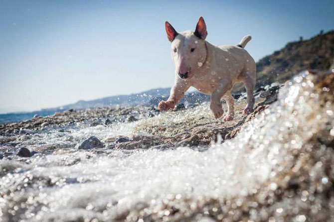 Приучение собаки к плаванию.__________________________________Навык плавать необходим собаке оно ... - 2