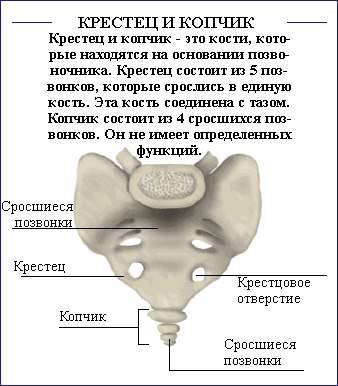 Как исправить осанку (силовые упражнения).Необходимо отметить, что данный список не полон, поскольку ... - 8