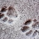 ������� 2015. �� ������� ������Ż