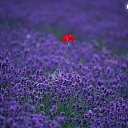 ���� Svetlana, ������ - ��������� 29 ����� 2015 � ������ ���� ����������