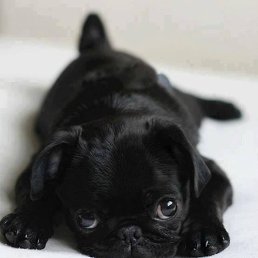 �������, ������, 52 ����