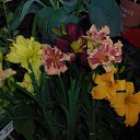 ��� �����...���������.. �� ������� ���� ����������