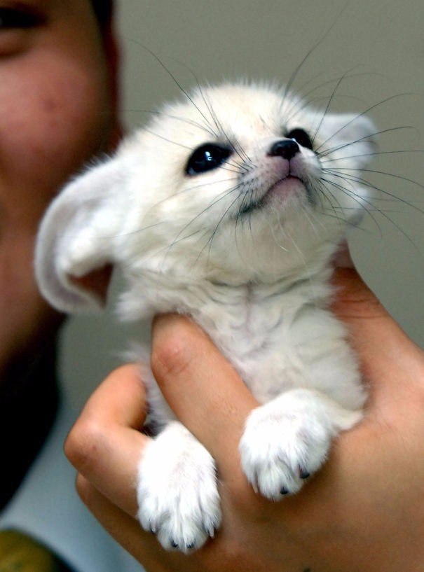 10 �������, ������ ������ :).#animal@travel.blog - 10