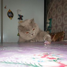 ���� Alexander, �����, 40 ��� - ��������� 24 ������� 2015