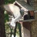 ���� �����, ������ - ��������� 15 ������ 2015 � ������ ���� ����������