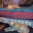 ���� �������� ���������, ���������, 54 ���� - ��������� 4 ������ 2015 � ������ �г���