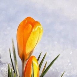 ���� ��������, ���� - ��������� 28 ������� 2015