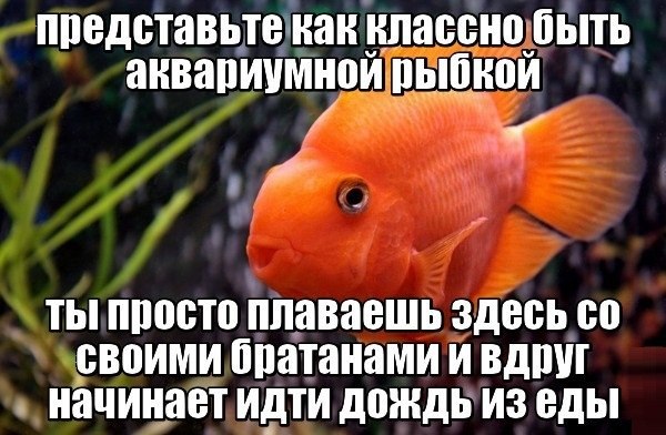 ��������� - 16 ������� 2014 � 10:17