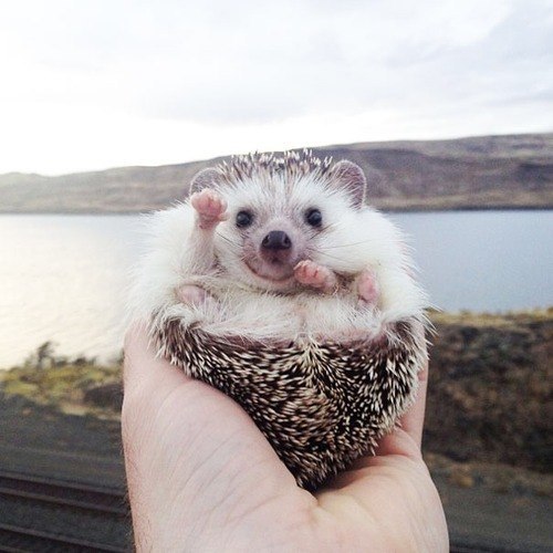   .    biddythehedgehog