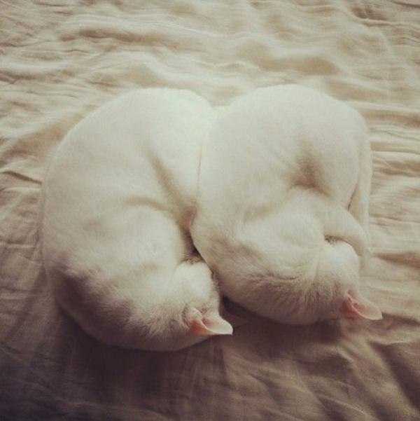 Синхронные коты. Это заговор. - 3