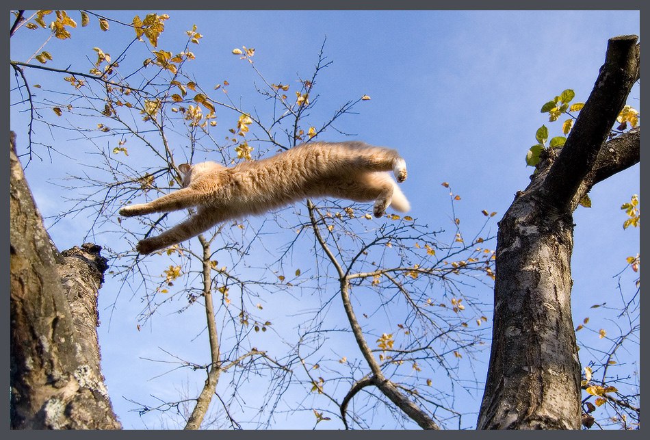 Кошка лезет. Кошка спускается с дерева. Кот падает с дерева. Кот залез на дерево. Кот висит на дереве.