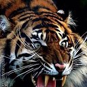 ���� ��������, �����-���������, 37 ��� - ��������� 17 ����� 2015 � ������ �untamed�
