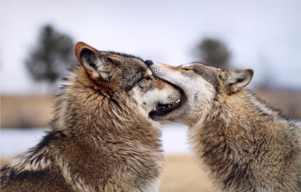���������� ��������.#animal@travel.blog