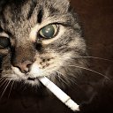 ���� ��������, �����-���������, 37 ��� - ��������� 17 ����� 2015 � ������ ���� ����������