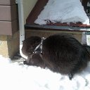 ���� �����, ������������, 59 ��� - ��������� 13 ����� 2015 � ������ �������� ��̻