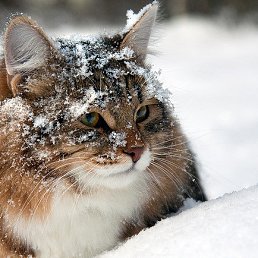 ���� Anna, ���������, 52 ���� - ��������� 3 ����� 2015